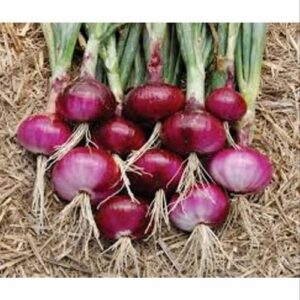 Fresh Red Onion